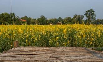 A close-up view of a decaying bamboo bridge with yellow Crotalaria juncea. photo