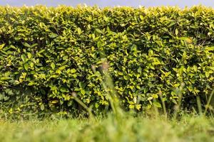 A close-up low angle view of a fence of many fresh green foliage. photo