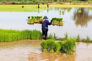 Carrying rice seedlings. photo
