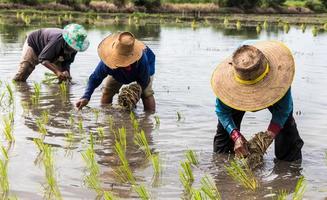 los agricultores están haciendo plántulas de arroz. foto