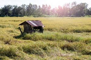 Old Cottage broken rice. photo