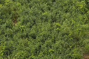 Above ground weed grass background. photo