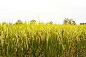 Close-up view low rice field. photo