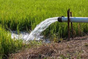 Water from the pipeline quickly into the rice fields. photo