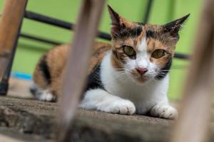 Close-up of a yellow cat lying in hiding. photo