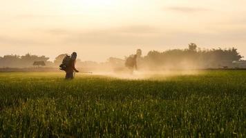 fumigación de agricultores de arroz. foto