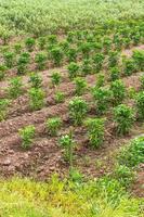 plantación de pimiento seco. foto