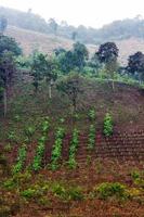 plantaciones de banano en laderas. foto