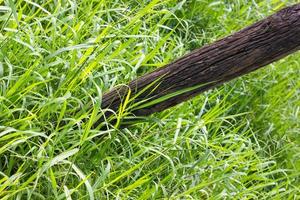 Pole decaying grasses. photo