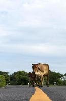 Cow on yellow line, paved road. photo