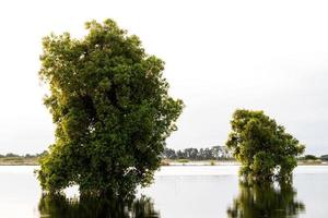 Los arbustos reflejan las inundaciones. foto