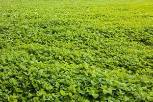 las numerosas hojas de los cultivos extensivos, las judías verdes, crecen abundantemente en los campos de arroz. foto