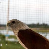 Brown eagle cage.