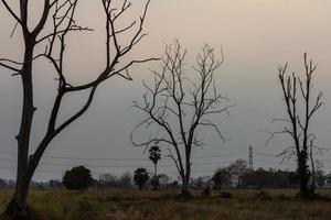 Silhouette dry dead trees bare. photo