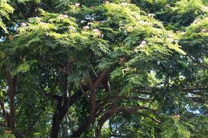 Close-rain tree branches and leaves. photo