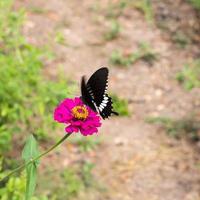 Black Butterfly purple gerbera. photo