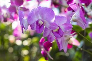 Orchid purple backlit bokeh.