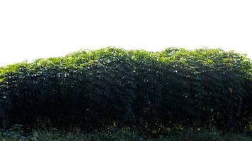 Cassava leaves many. photo