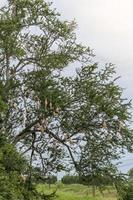 Skylark nests with many tamarind tree branches. photo
