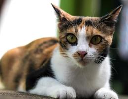 cara con ojos de gato de tres colores. foto