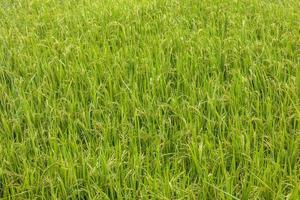 Background view of fertile green rice fields growing waiting for harvest day. photo