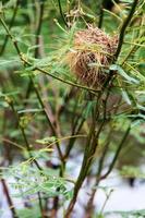 Nests of twigs thorns. photo