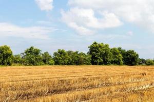 Stubble rice was burned to the tree. photo