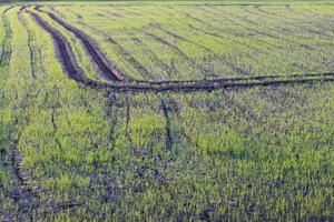 arrozales verdes con marcadores de rueda. foto