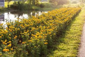 Marigold flower garden back beautiful light. photo