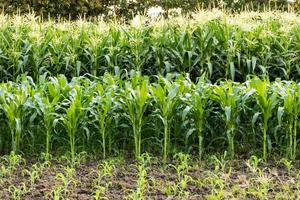 Many corn fields grow on plots. photo