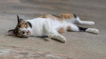 Black and white cat lying on the concrete floor. photo