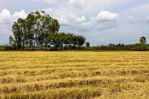 vista de campos de arroz llenos de paja después de la cosecha. foto