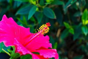 Close pollen pink hibiscus. photo