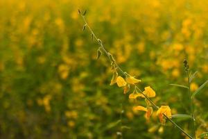 Yellow flowers Crotalaria. photo