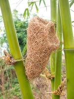 Straw nest with bamboo.