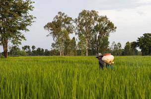 el anciano está rociando fertilizante en los campos de arroz. foto