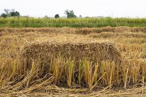 A low close-up view of a square bale of straw with a view of the rice paddies. photo