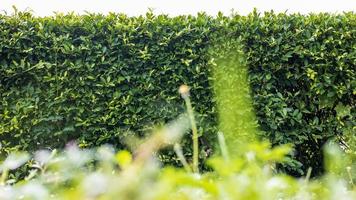 A close-up low angle view of a fence of many fresh green foliage. photo