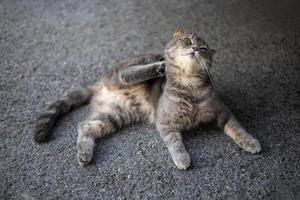 Close-up view of a gray-and-white striped Thai cat lying down and scratching its neck. photo