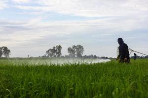 agricultores rociando campos de arroz. foto