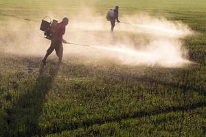 trabajadores rociando herbicidas. foto
