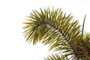 Close-up of group of palm leaves during the day. photo