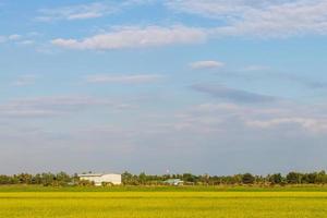 Green rice fields, clouds, sky, trees, villages. photo