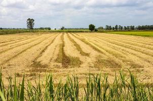 vista de campos de arroz llenos de paja después de la cosecha. foto