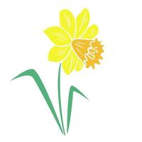 Bright yellow narcissus flower isolated vector illustration