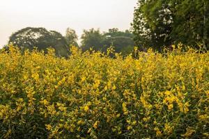 Sunhemp flower garden, Crotalaria juncea yellow, beautiful blooming, abundant abundance. photo