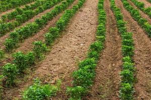 suelo de plantación de pimiento. foto