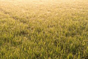 Background rice with cobwebs. photo