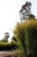 Crotalaria flowers with tall trees. photo