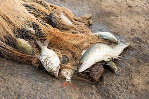 Many fish in netting on soil. photo